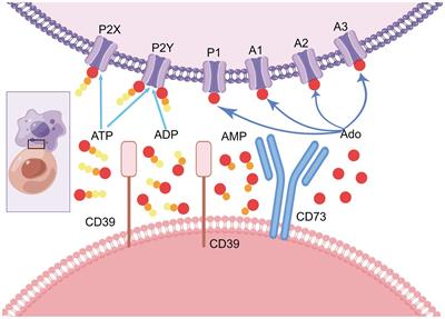 CD73, a significant protein in liver diseases